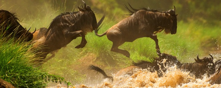 Migrations_Mara