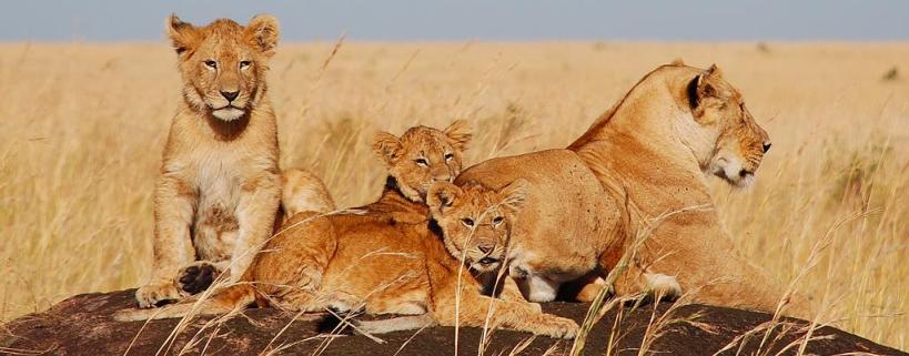 kenya_holidays_lions