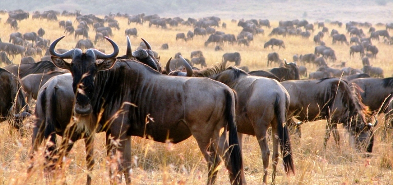 masai-mara-beests