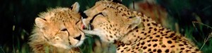 wild kenya